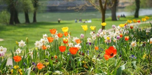 Bihor: Campanie de înfrumuseţare a parcurilor din Oradea, pentru a deveni un oraş al florilor