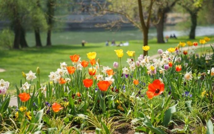 Bihor: Campanie de înfrumuseţare a parcurilor din Oradea, pentru a deveni un oraş al florilor