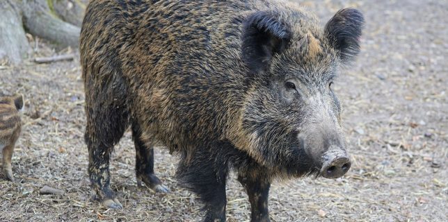 Bulgaria confirmă noi cazuri de pestă porcină africană la graniţa cu România