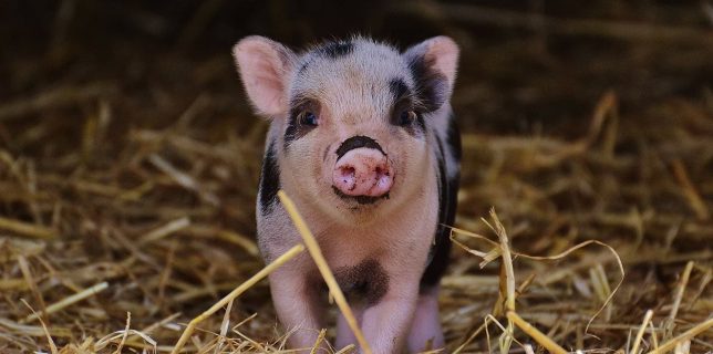 Cercetătorii ungari dezbat dacă nu cumva porcii sunt mai bune animale de companie decât câinii
