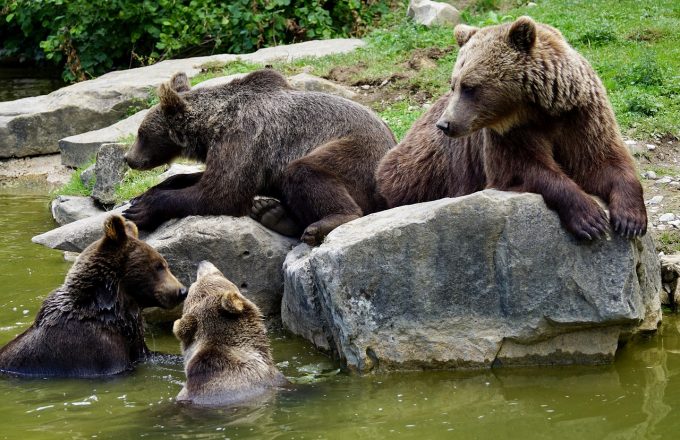 De ce are nevoie România pentru gestionarea problemei urşilor