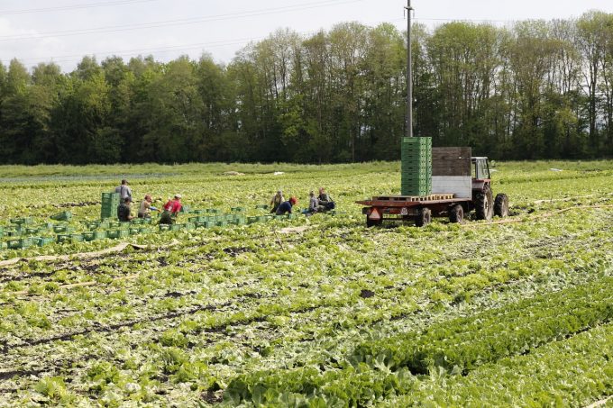 Locuri de muncă sezonieră în AGRICULTURĂ — SPANIA — CAMPANIA 2018