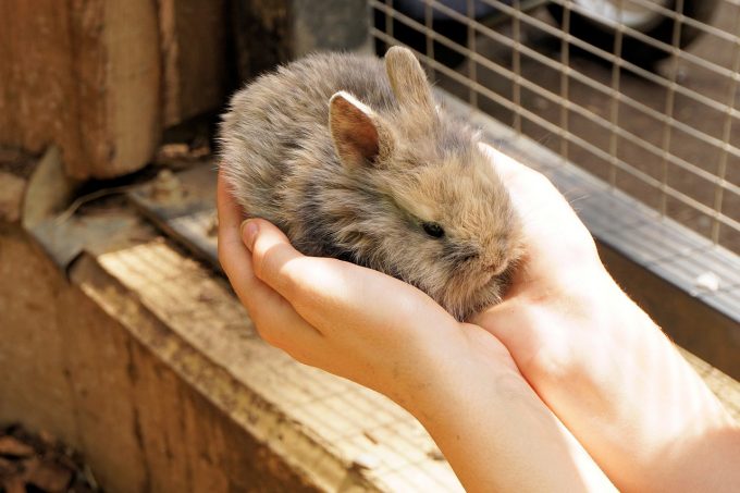 Maramureş – Expoziţie inedită cu animale mici de casă şi păsări; copiii şi elevii aşteptaţi la eveniment