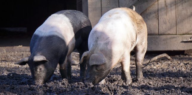 Patronul celei mai mari ferme de porci din România, unde s-a confirmat pesta, cere evaluarea pagubelor (Brăila)