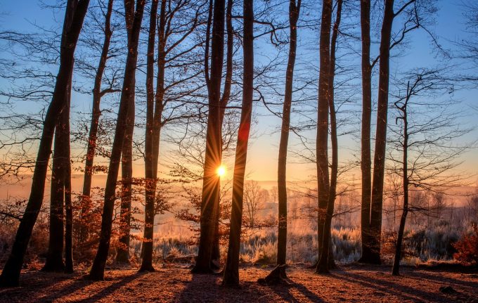 Pădurile din arii naturale protejate în pericol Din ce cauză pot fi în pericol