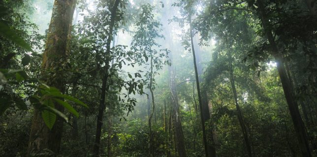 Pădurile tropicale contribuie la reducerea cu 1 grad Celsius a încălzirii planetei (studiu)