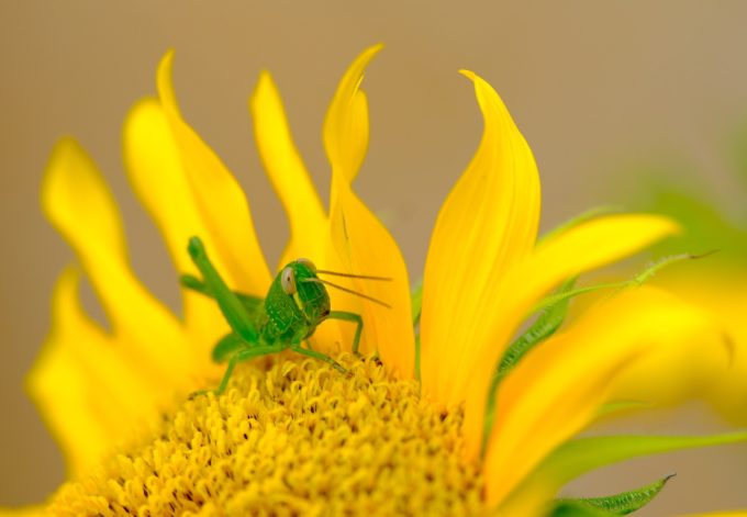 Qatarul interzice alimentele care conţin insecte