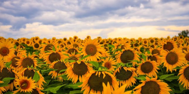 România rămâne cel mai mare producător de floarea-soarelui din Uniunea Europeană