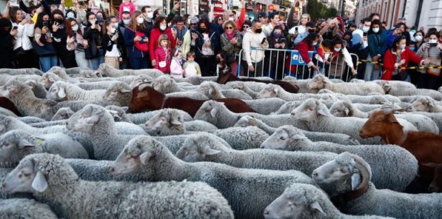 Spectacolul transhumanţei la Madrid: Turme de oi au traversat capitala Spaniei în drumul lor spre păşunile de iernat