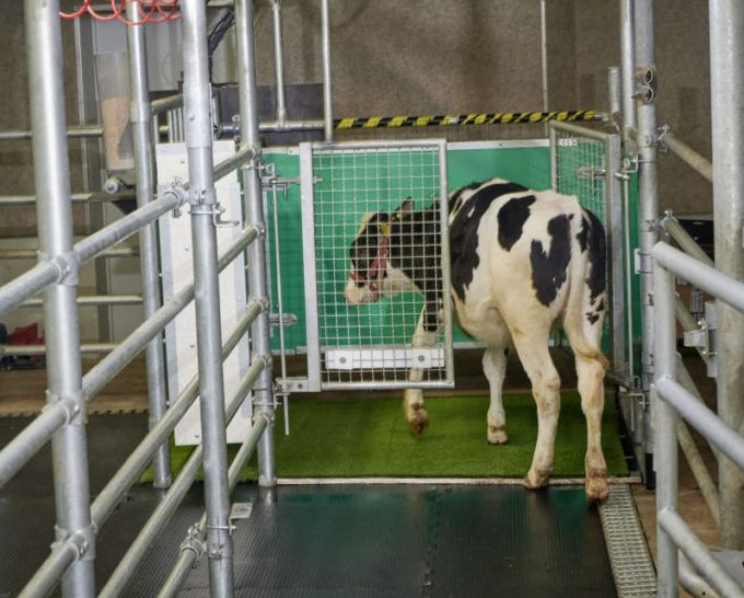 Vacile, învăţate să meargă la toaletă pentru a reduce emisiile de gaze cu efect de seră (AFP)