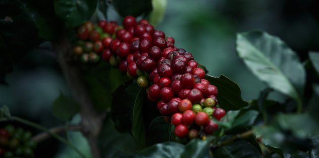 Viitorul cafelei, ameninţat de schimbările climatice, ar putea fi asigurat prin redescoperirea unei specii uitate (studiu)