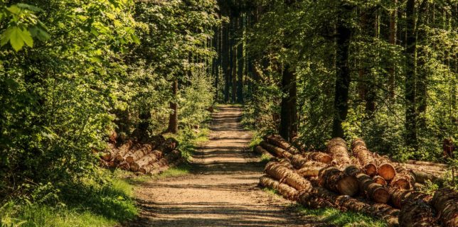 WWF Romania: Controalele pe segmentul primei plasări pe piaţă a lemnului sunt aproape inexistente, cu o pondere de sub 1%